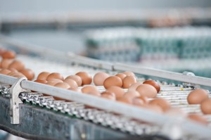 Egg Manufacturing