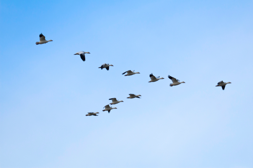 Migrating Birds